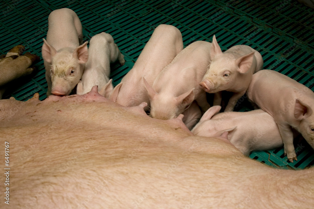 suckling pigs