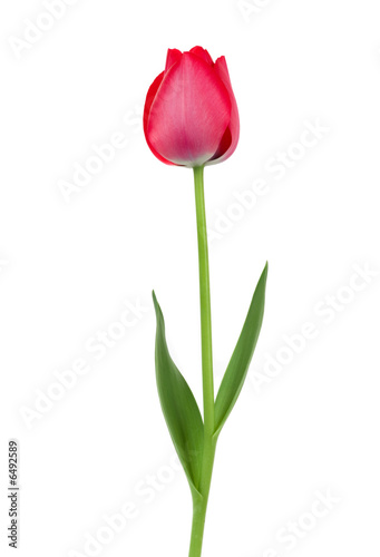 Fototapeta Naklejka Na Ścianę i Meble -  Elegant red tulip