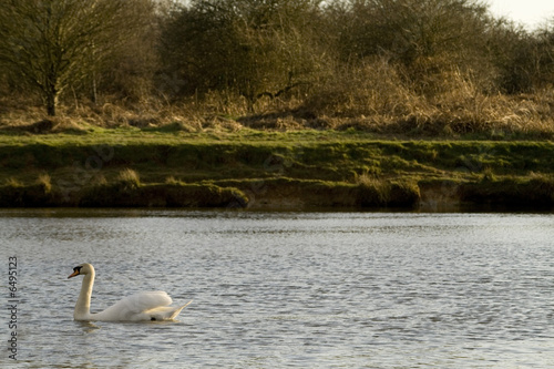 swan swimming