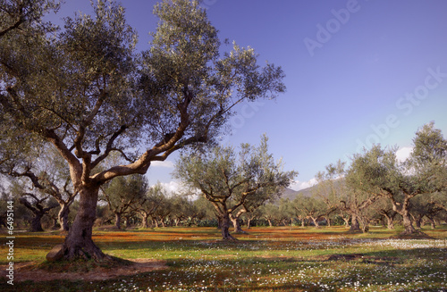 Olive tree field in Kalamata, Greece