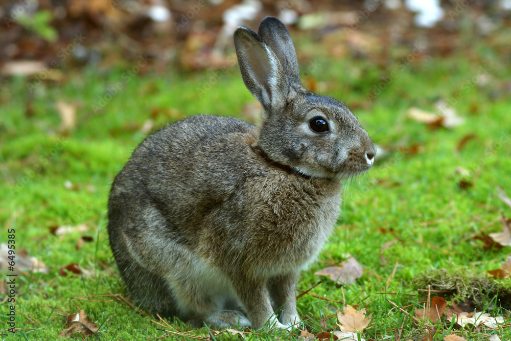 Fototapeta premium wild rabbit on grass