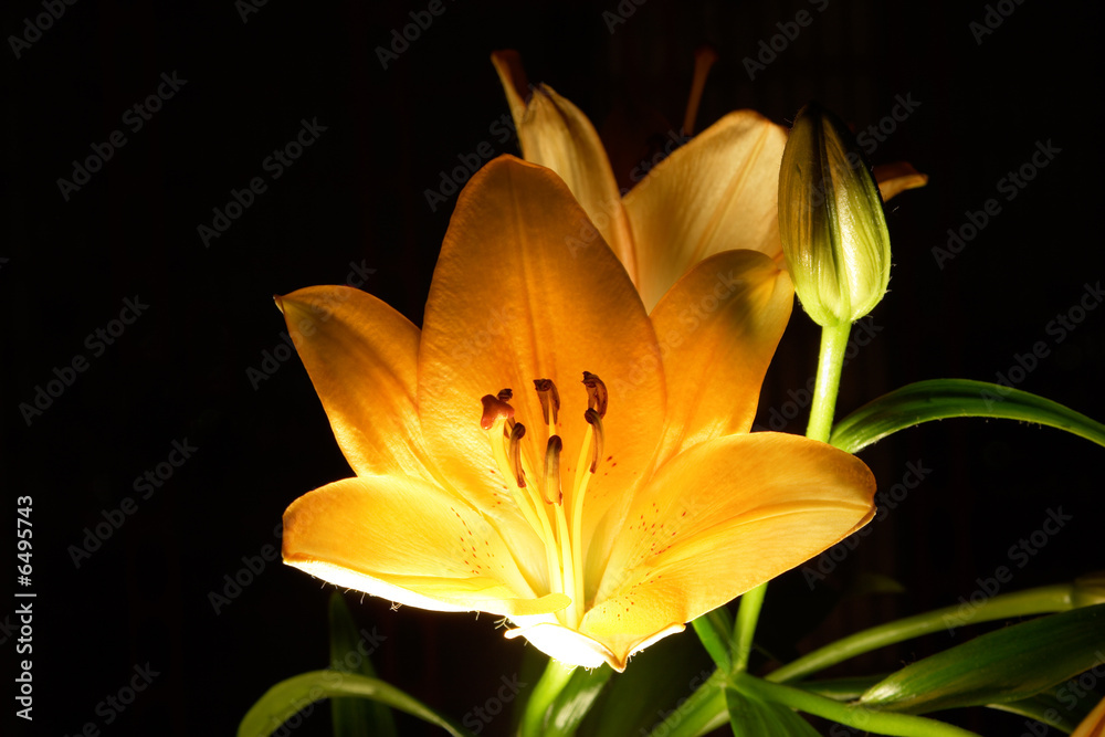 Obraz premium Lily flower