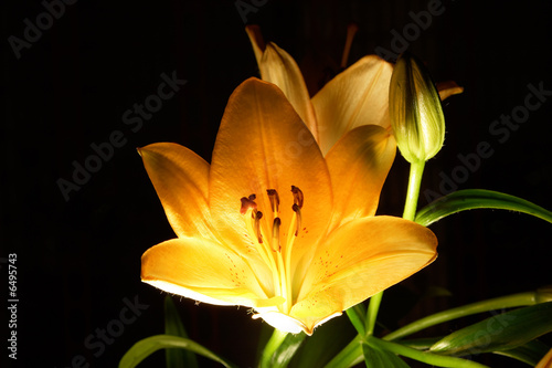 Lily flower