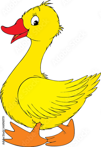 Yellow duck 