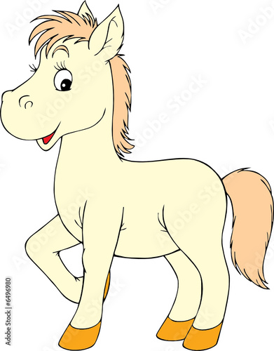 Foal