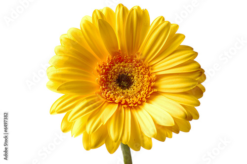 yellow gerbera