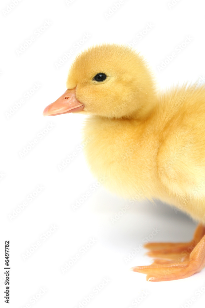 Nice a small yellow duck on a white background Nice a small yellow duck on a white background