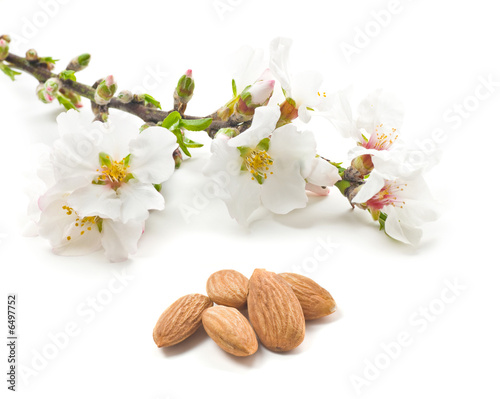 Almond flowers and nuts