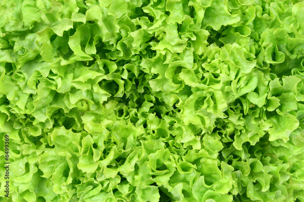 Lettuce background Lettuce background
