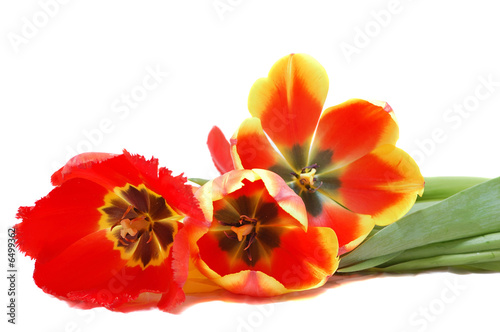 tulip bunch