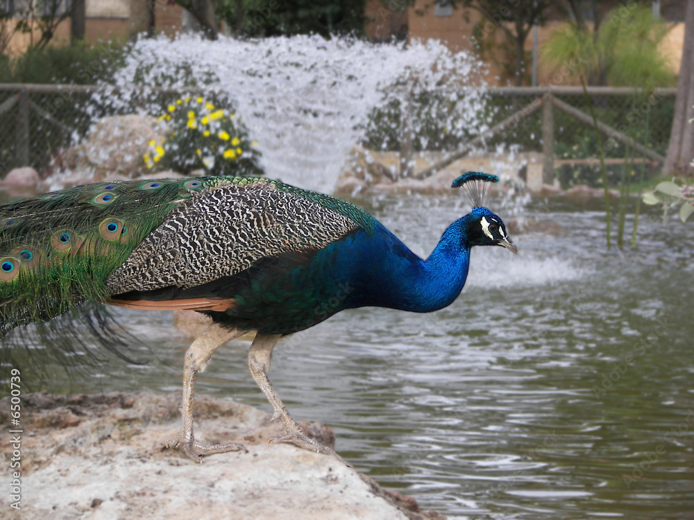 Obraz premium Pavo Real