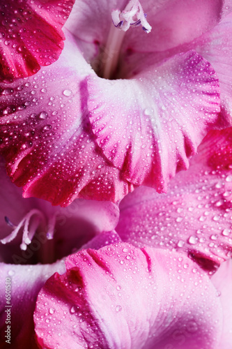 Pink flower photo