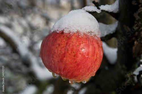 Fotografía der schnee taut