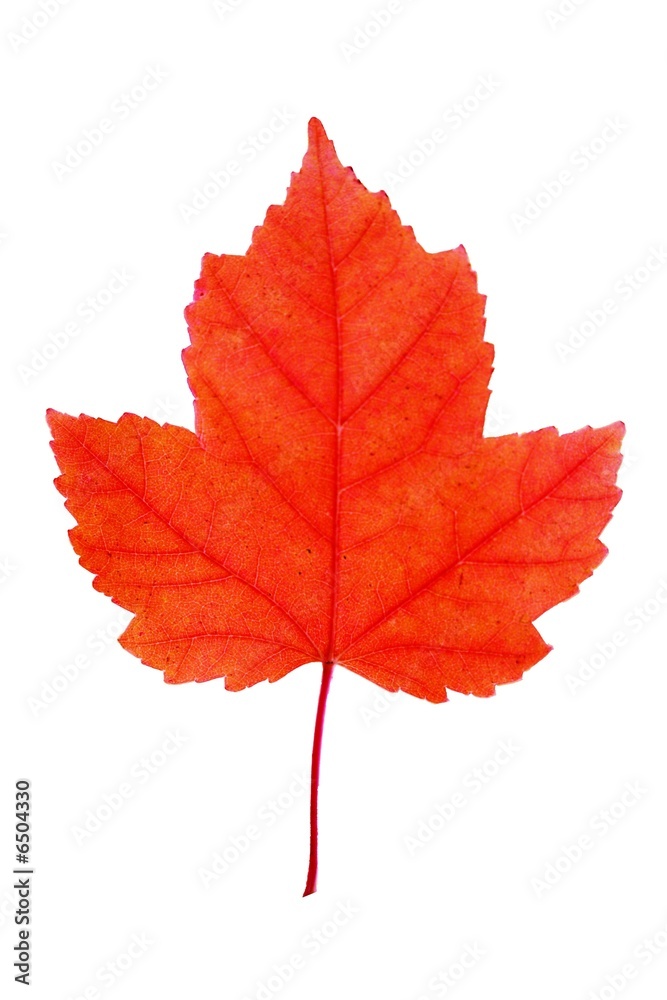 red maple leaf red maple leaf