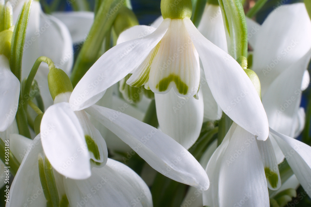 snowdrop flowers snowdrop flowers
