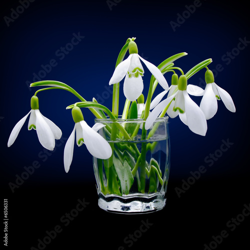 First spring flowers snowdrops bouquet in the glass