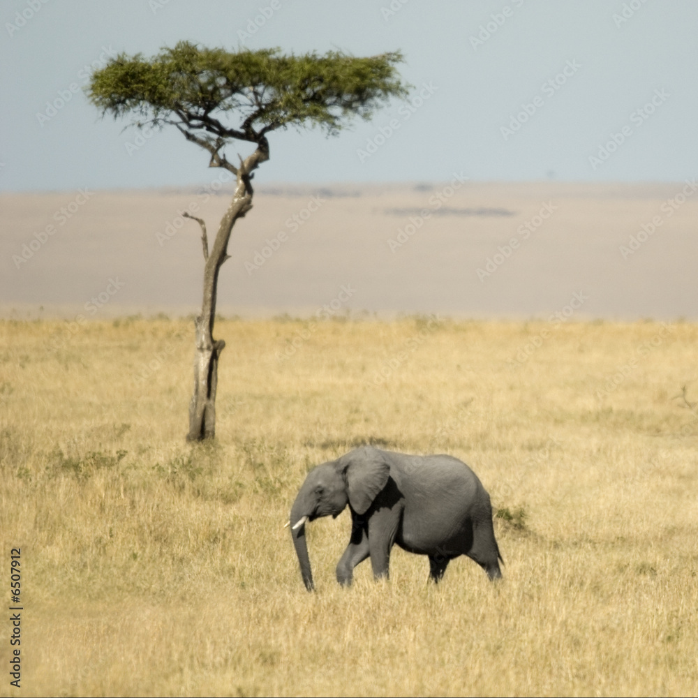Fototapeta premium African Elephant Masai mara Kenya