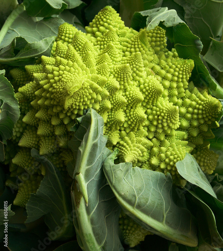 cavolfiore