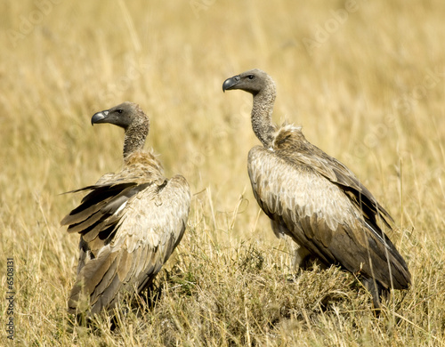  vulture at Masai mara Kenya