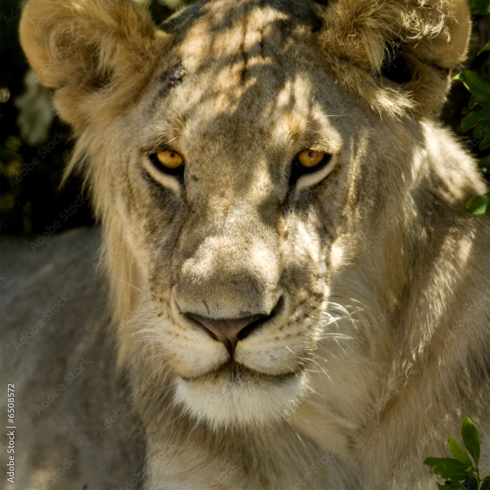 Fototapeta premium Lion Masai mara Kenya
