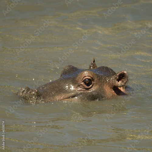 hippopotamus - Masai mara Kenya