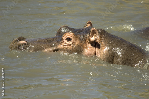 hippopotamus - Masai mara Kenya