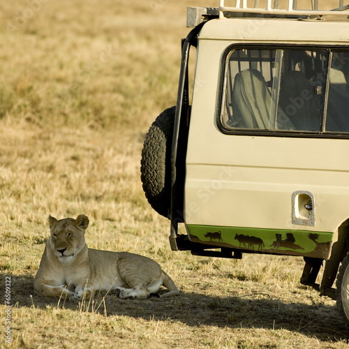 Lion Masai mara Kenya photo