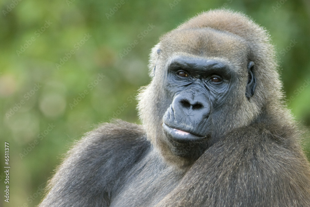 Close-up of a gorilla Close-up of a gorilla