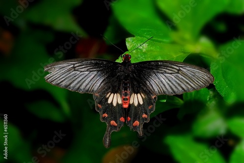 palilio memnon agenor, great mormon butterfly in the gardens photo