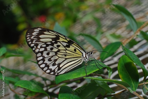 Mangrove tree nymph butterfly in the gardens 