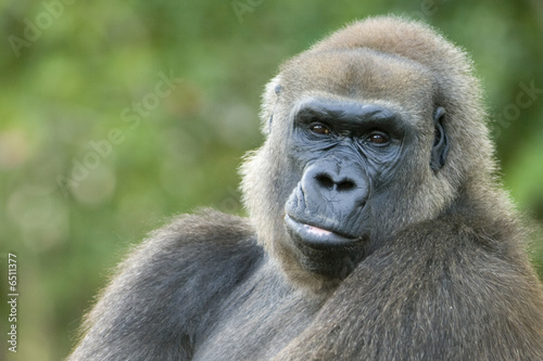 Close-up of a gorilla