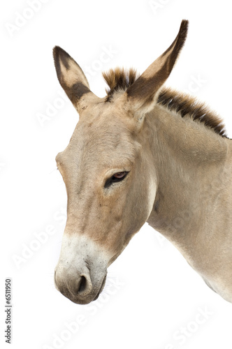 donkey © Eric Isselée