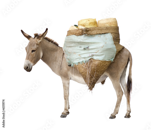 Fotografia donkey carrying supplies