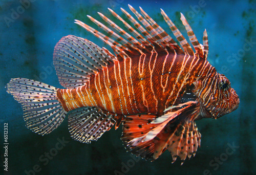 Giant Red LionFish