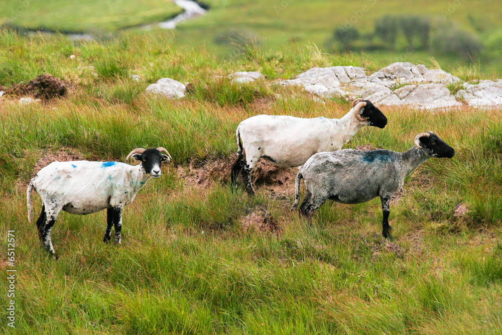 Fototapeta premium Moutons tondus sur herbe verte