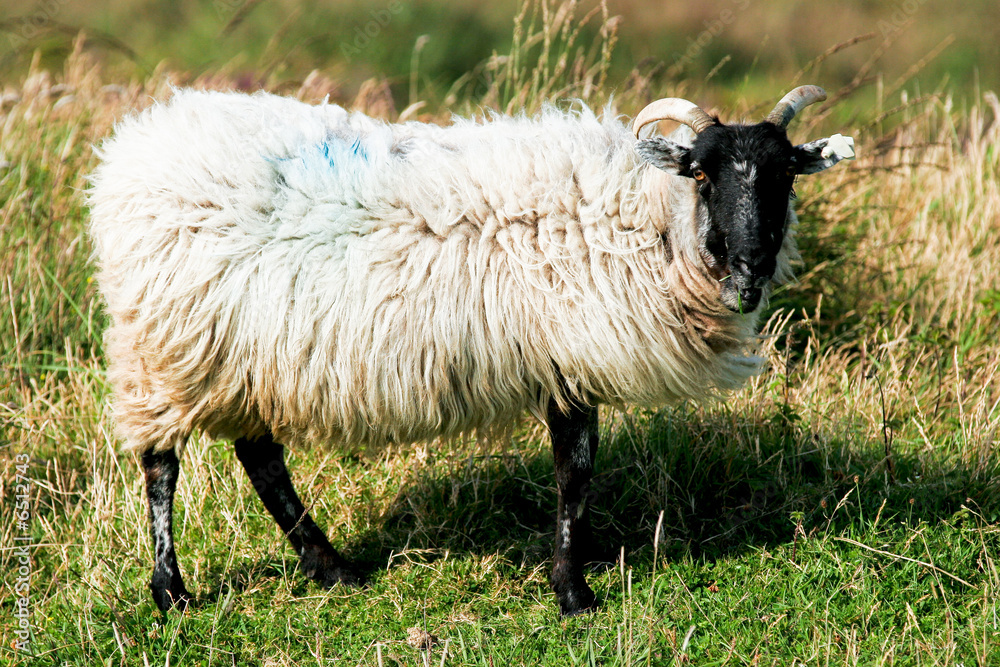 Obraz premium Mouton en paturage