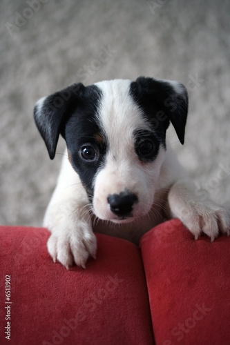 chiot jack russel