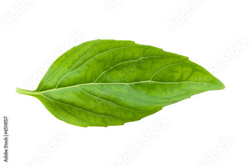 fresh basil leaf isolated