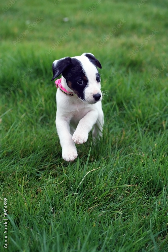 Fototapeta premium chiot jack russel