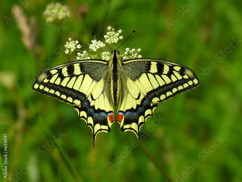 The butterfly Machaon #6516147