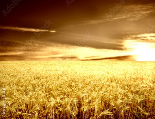 grano 104