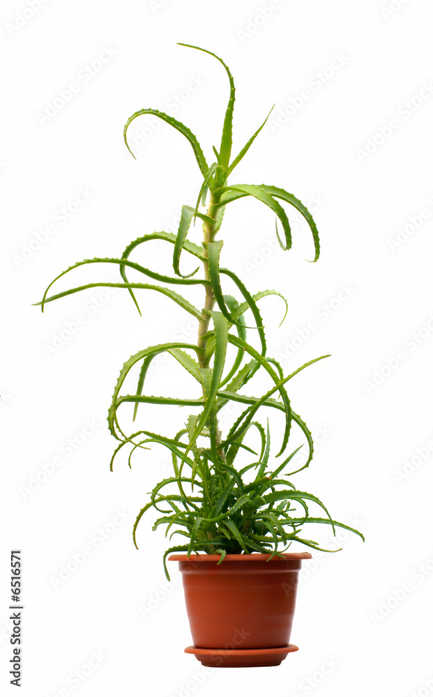 aloe vera aloe vera