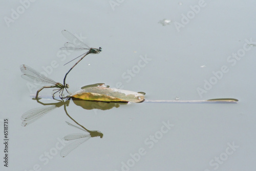 Demoiselles photo