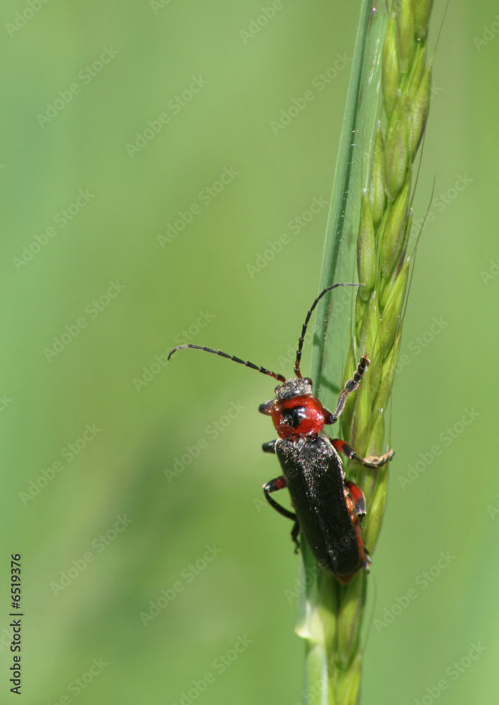 Cantharis rustica Cantharis rustica