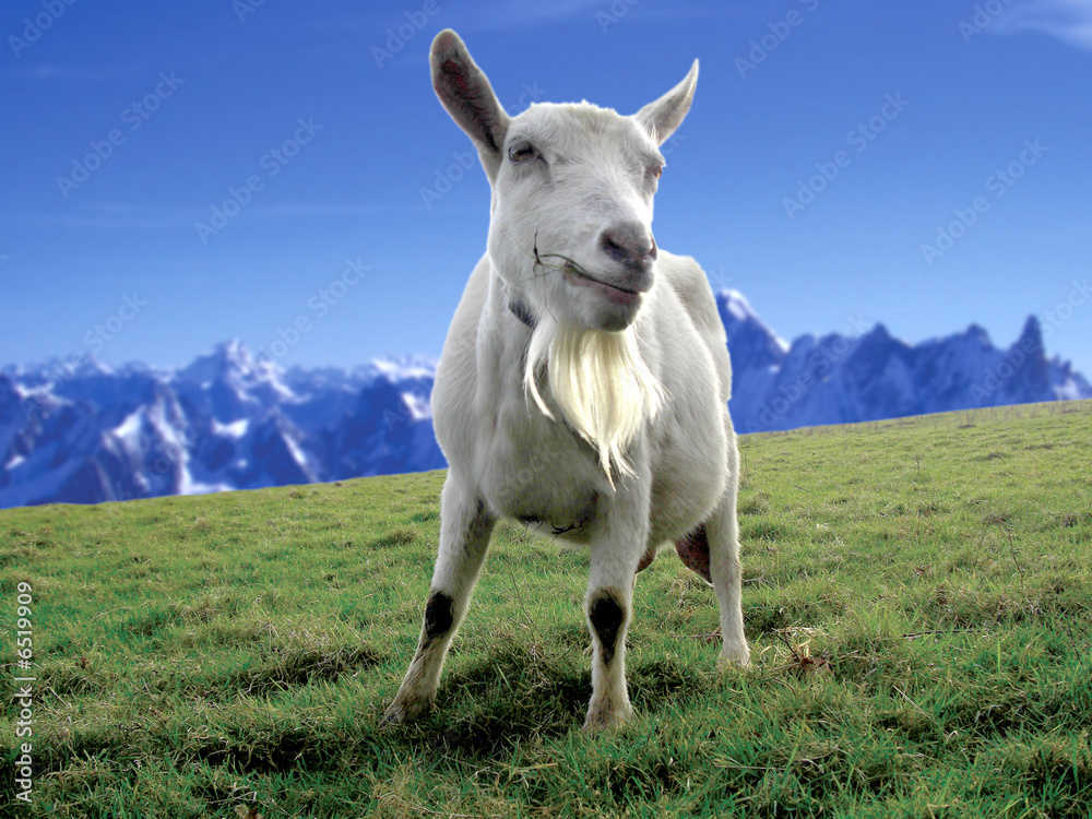 Obraz premium mountain goat