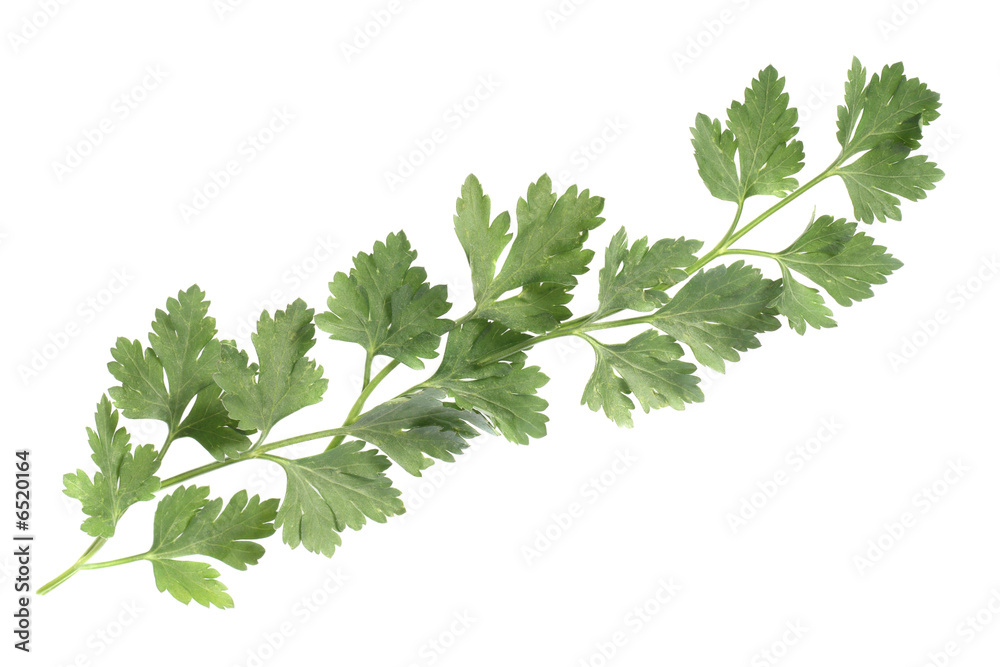 Parsley leaves