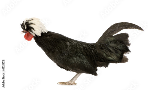 Dutch Rooster