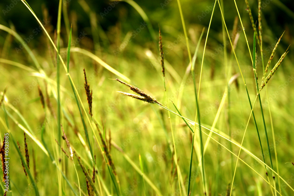 wind grass wind grass