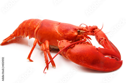 Fotografia red lobster