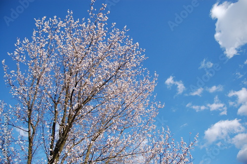 Spring sky © Mavka